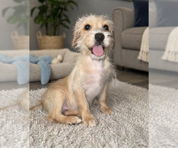 Medium Photo #2 Mutt Puppy For Sale in Phoenix, AZ, USA