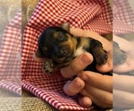 Small #9 Yorkshire Terrier