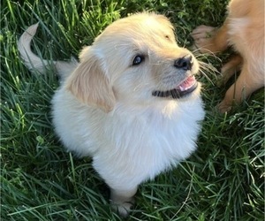 Medium Golden Retriever