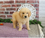 Small #5 Golden Retriever