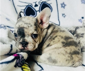 French Bulldog Puppy for sale in SAN BERNARDINO, CA, USA