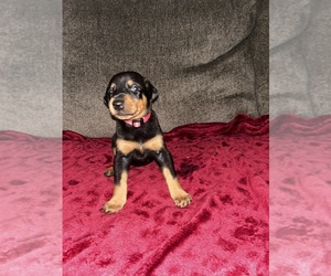 Doberman Pinscher Puppy for sale in OAK FOREST, IL, USA