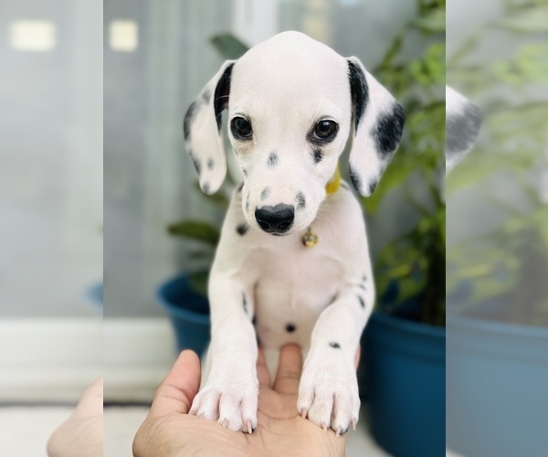 Medium Photo #1 Dalmatian Puppy For Sale in ATLANTA, GA, USA