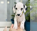 Small Photo #1 Dalmatian Puppy For Sale in ATLANTA, GA, USA