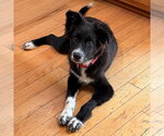 Small Photo #4 Border Collie-Unknown Mix Puppy For Sale in Canton, CT, USA