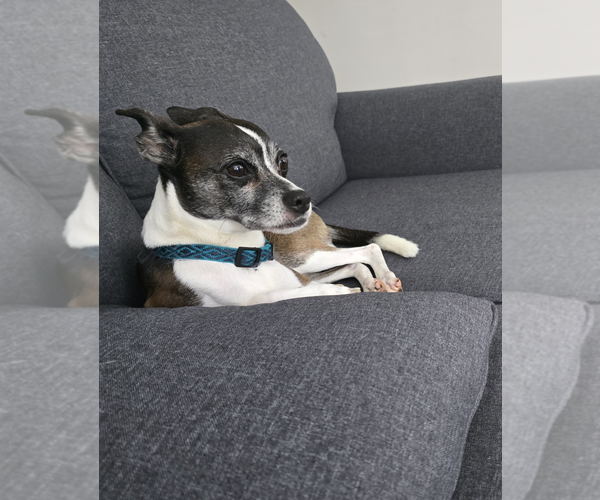 Medium Photo #2 Rat-Cha Puppy For Sale in McDonough, GA, USA