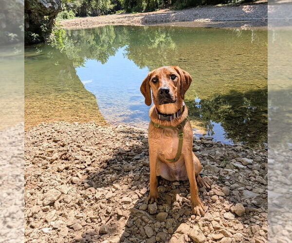 Medium Photo #8 Mutt Puppy For Sale in Vail, AZ, USA
