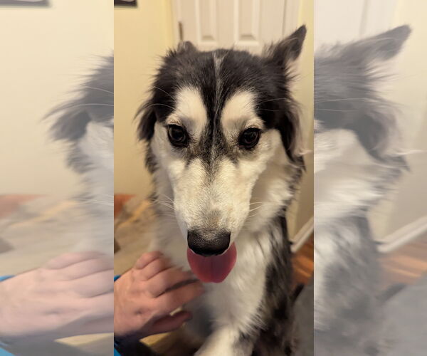 Medium Photo #19 Huskies -Unknown Mix Puppy For Sale in Oakhurst, NJ, USA