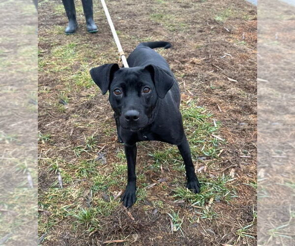 Medium Photo #2 Labrador Retriever-Unknown Mix Puppy For Sale in Evansville, IN, USA