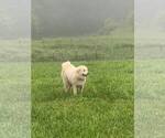 Small Photo #22 Great Pyrenees Puppy For Sale in MOUNT AIRY, NC, USA