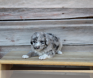 Collie-Poodle (Miniature) Mix Puppy for sale in LEWISTON, UT, USA