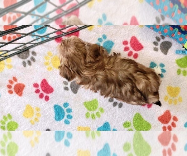 Medium Photo #11 Morkie Puppy For Sale in ORO VALLEY, AZ, USA