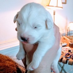 Great Pyrenees Puppy for sale in TUCKER, GA, USA