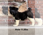 Small Photo #5 Akita Puppy For Sale in MEM, TN, USA
