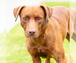 *STYLES - Male Labrador Retriever-Unknown Mix Dog for Adoption - Photo #2