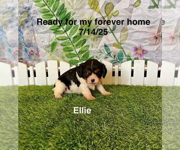 Medium Photo #2 Cavalier King Charles Spaniel Puppy For Sale in MOUNT PLEASANT, MI, USA