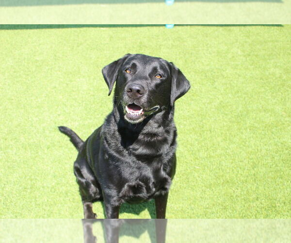 Medium Photo #4 Labrador Retriever Puppy For Sale in Chestertown, MD, USA