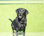 Small #3 Labrador Retriever