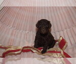 Small Photo #6 Labradoodle Puppy For Sale in GALION, OH, USA