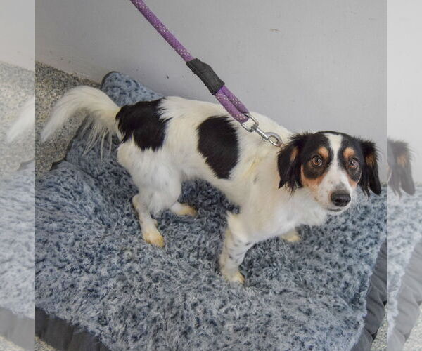 Medium Photo #4 Beagle-English Springer Spaniel Mix Puppy For Sale in Huntley, IL, USA