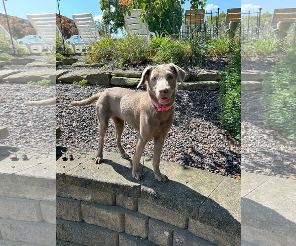 Medium Photo #5 Labrador Retriever-Whippet Mix Puppy For Sale in Columbus, IN, USA