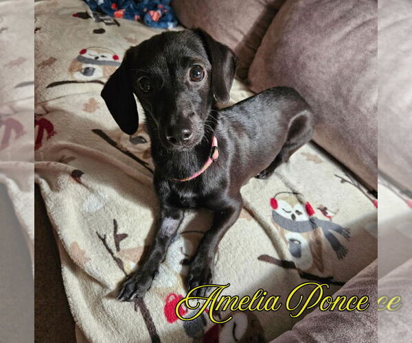 Medium Photo #8 Dachshund-Unknown Mix Puppy For Sale in San Antonio, TX, USA