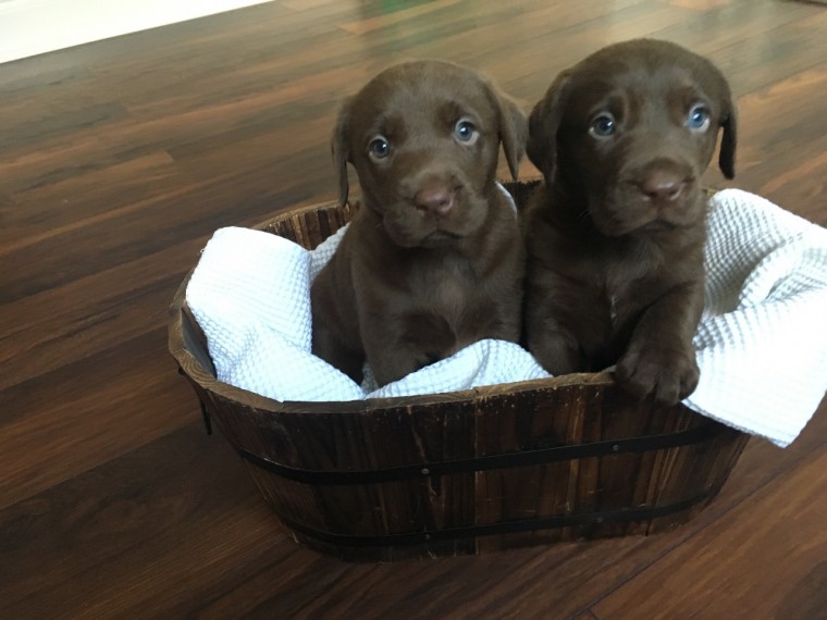 39 Top Pictures Chocolate Lab Puppies Cleveland Ohio : Carter Farms