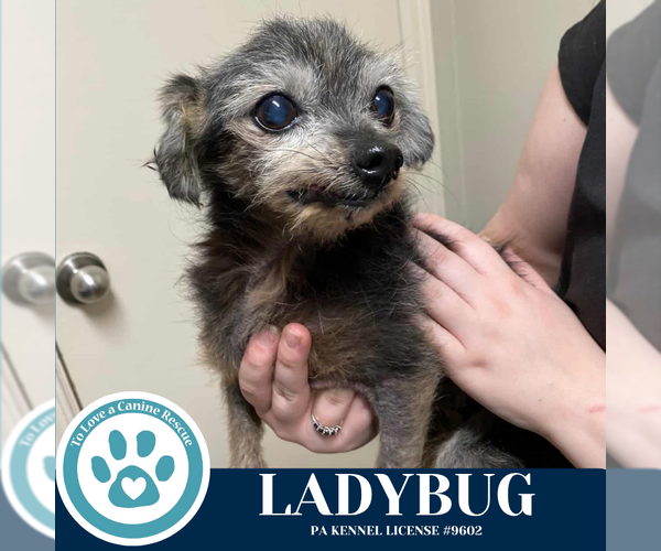 Medium Photo #2 Mutt Puppy For Sale in Kimberton, PA, USA
