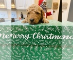 Small Photo #7 Goldendoodle Puppy For Sale in LEESBURG, GA, USA
