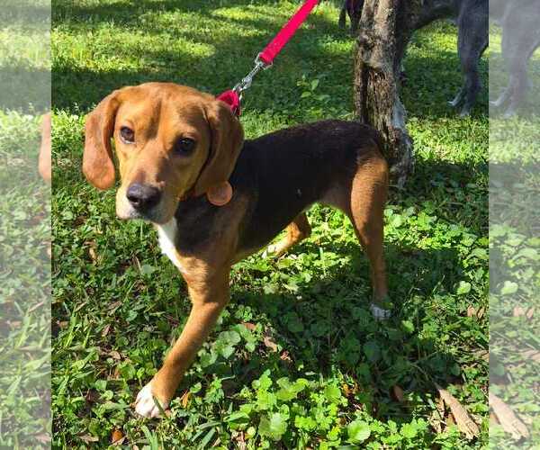 Medium Photo #10 Beagle Puppy For Sale in Dunnellon, FL, USA