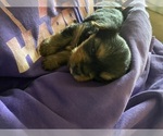 Small Photo #9 Yorkshire Terrier Puppy For Sale in PALM HARBOR, FL, USA