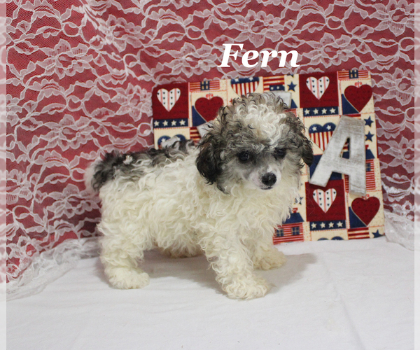 Medium Photo #3 Poodle (Toy) Puppy For Sale in CHANUTE, KS, USA