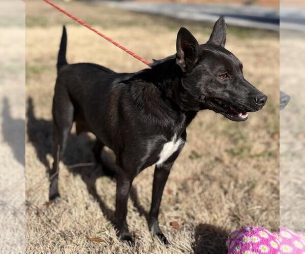 Medium Photo #2 Mutt Puppy For Sale in Yardley, PA, USA