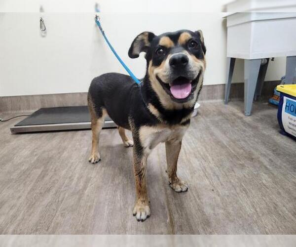 Medium Photo #1 Rottweiler-Unknown Mix Puppy For Sale in Pasadena, CA, USA