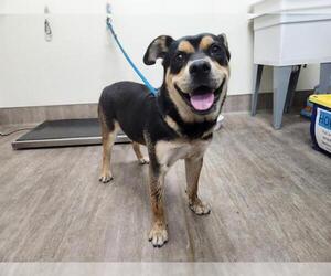 Rottweiler-Unknown Mix Dogs for adoption in Pasadena, CA, USA