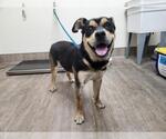 Small Rottweiler Mix