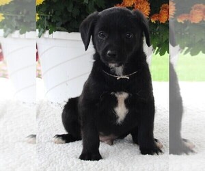 Poodle (Standard)-Rat Terrier Mix Puppy for sale in FREDERICKSBURG, OH, USA
