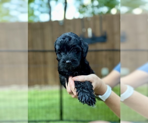 Medium Photo #45 Goldendoodle (Miniature) Puppy For Sale in HALTOM CITY, TX, USA