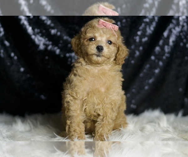 Medium Photo #11 Poodle (Toy) Puppy For Sale in WARSAW, IN, USA