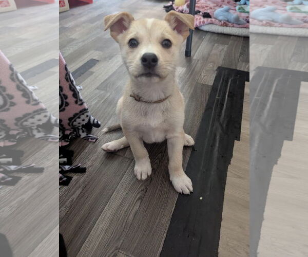 Medium Photo #5 Labsky Puppy For Sale in Princeton, MN, USA