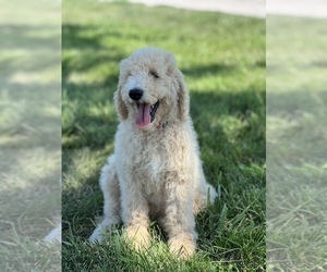 Goldendoodle Puppy for sale in MARYVILLE, MO, USA