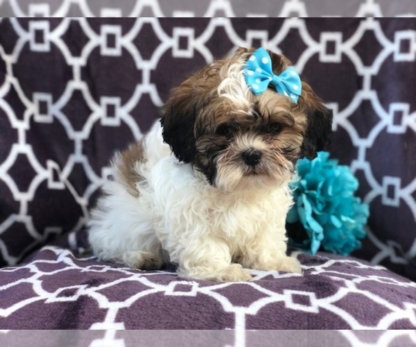 Medium Photo #6 Zuchon Puppy For Sale in LAKELAND, FL, USA