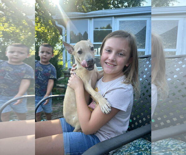 Medium Photo #3 Mutt Puppy For Sale in Germantown, OH, USA