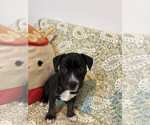 American Staffordshire Terrier-Unknown Mix Dogs for adoption in Holly Springs, NC, USA