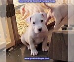 Small Photo #46 Dogo Argentino Puppy For Sale in PINEVILLE, MO, USA