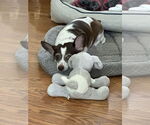 Small #2 Chiweenie