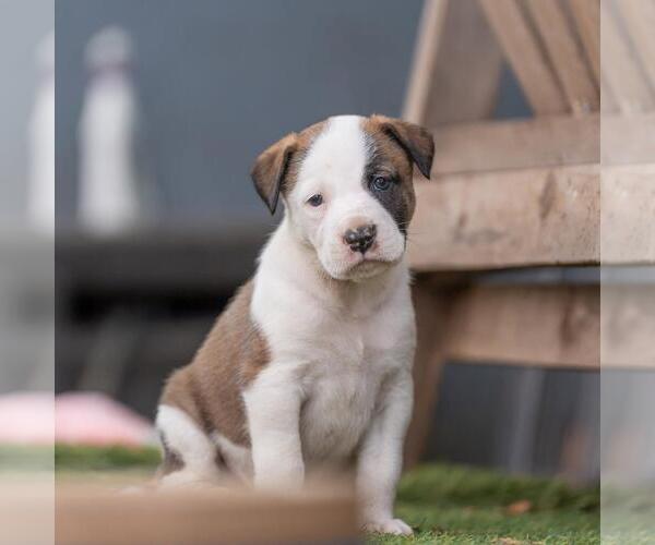 Medium Photo #8 Boxer-Unknown Mix Puppy For Sale in San Diego, CA, USA