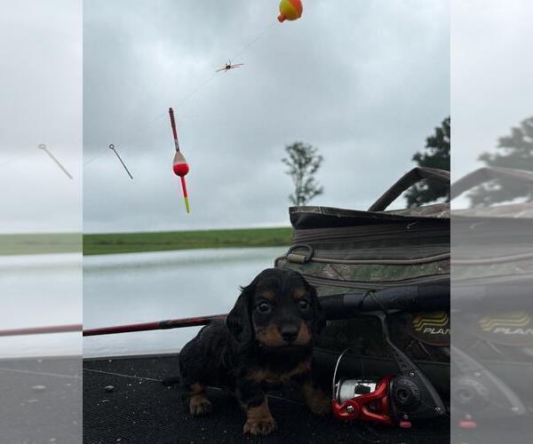 Medium Photo #16 Dachshund Puppy For Sale in LOOGOOTEE, IN, USA