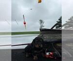 Puppy 5 Dachshund