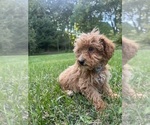 Small #19 Poodle (Miniature)